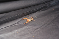 A solfugid in my tent 